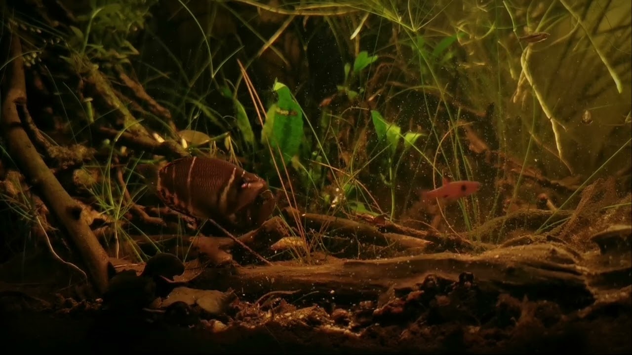 Gurami czekoladowe (Sphaerichthys osphromenoides)