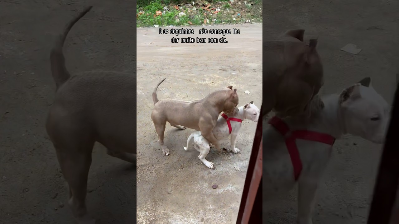 Isso aconteceu ontem e nada pode ser feito #pitbull #bichos #dog #bichinhos