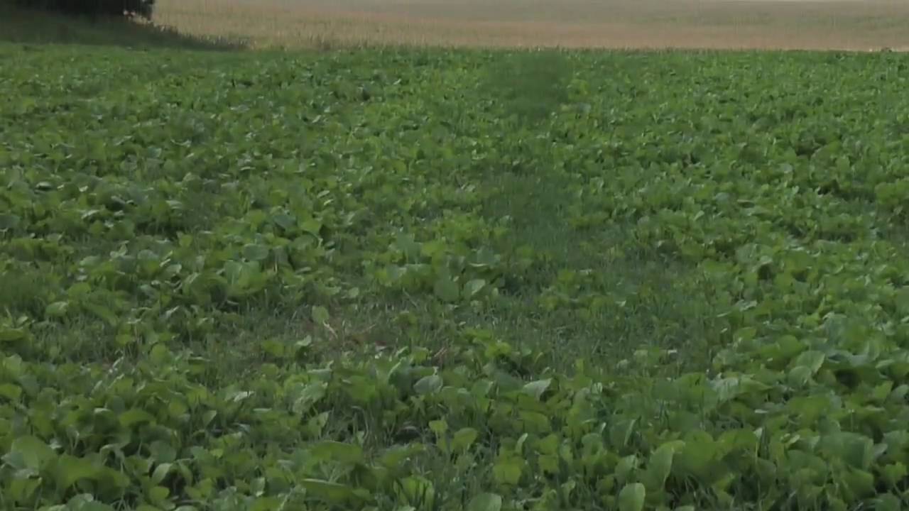 Farm Basics-Turnips #598 (From Ag PhD #598 9/20/09)