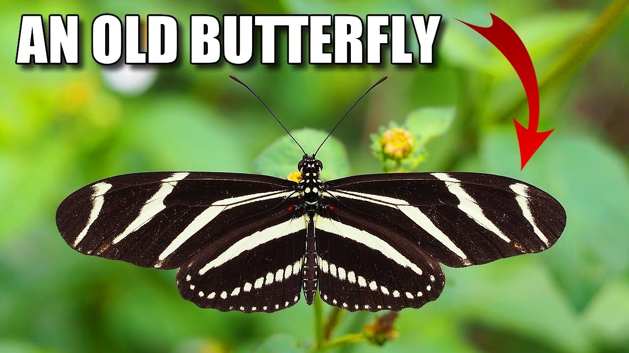 Zebra Longwing Facts: also LONG-LIVED 🦋 Animal Fact Files
