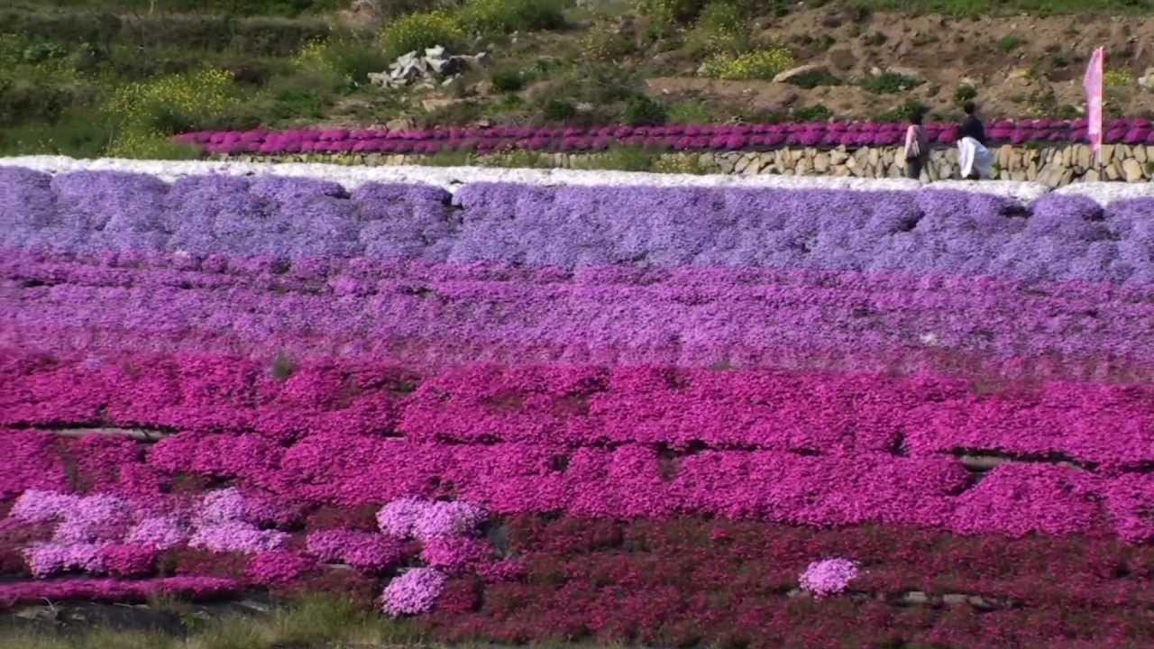 大道理芝桜まつり Odori Ground pink festival