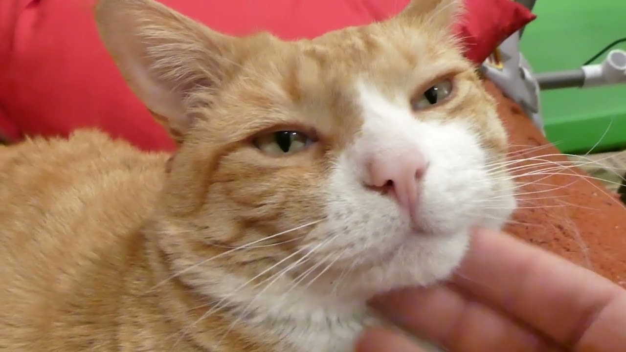 Button (Kicia) our cute cat purring session.