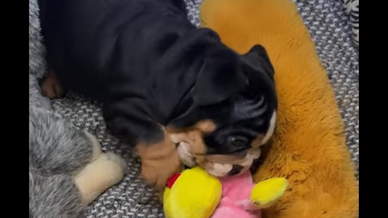 Puppy Mis perritos lindos preciosos うちのかわいいわんちゃんたち#Meine süßen Welpen #Mấy bé cún dễ thương của tôi