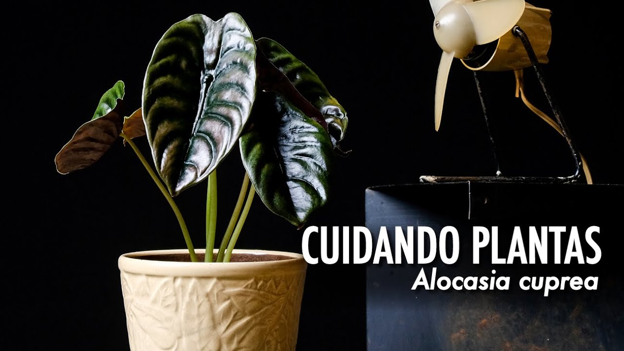 CUIDANDO PLANTAS: Alocasia Cuprea