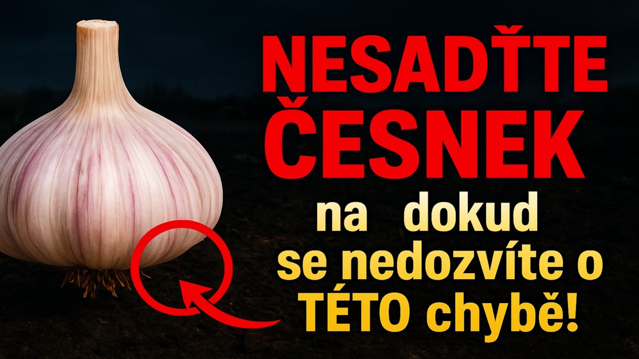 NESAĎTE ČESNEK na zimu, dokud se nedozv&iacute;te o T&Eacute;TO chybě! ❌ V s&aacute;zce je 90 % &uacute;rody.