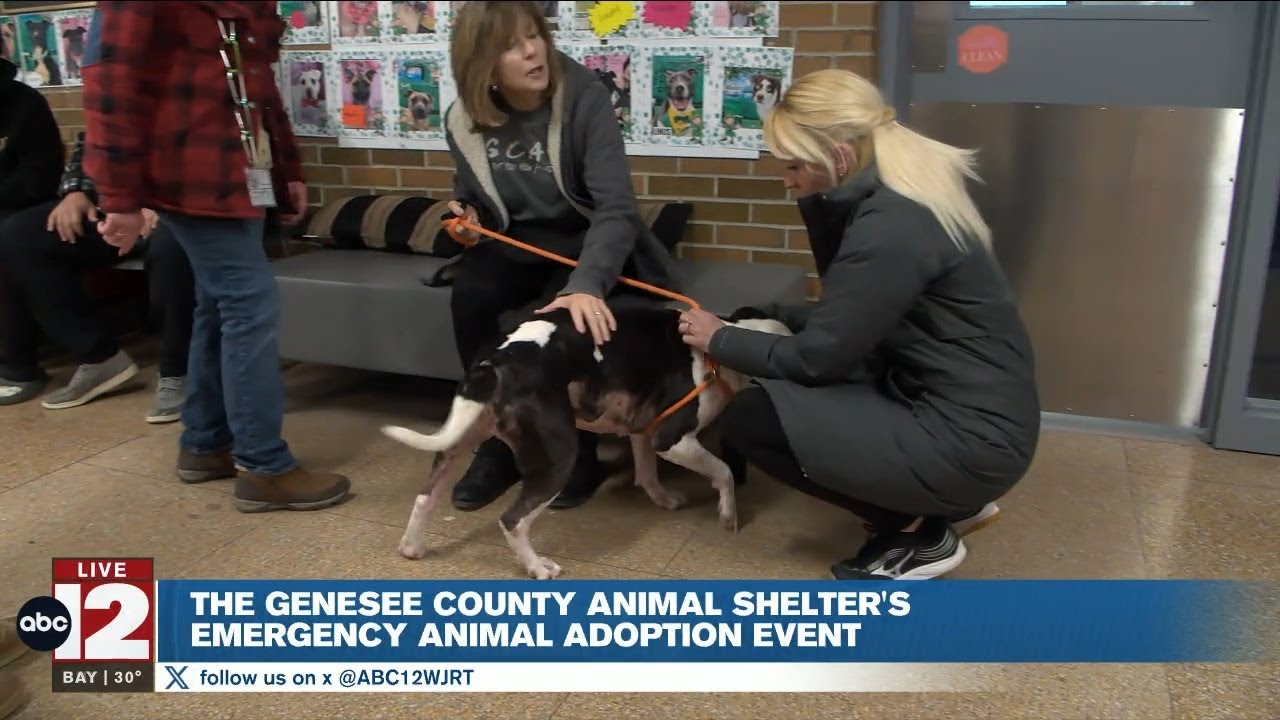 Genesee County Animal Control emergency adoption even helps clear space for rescued pets