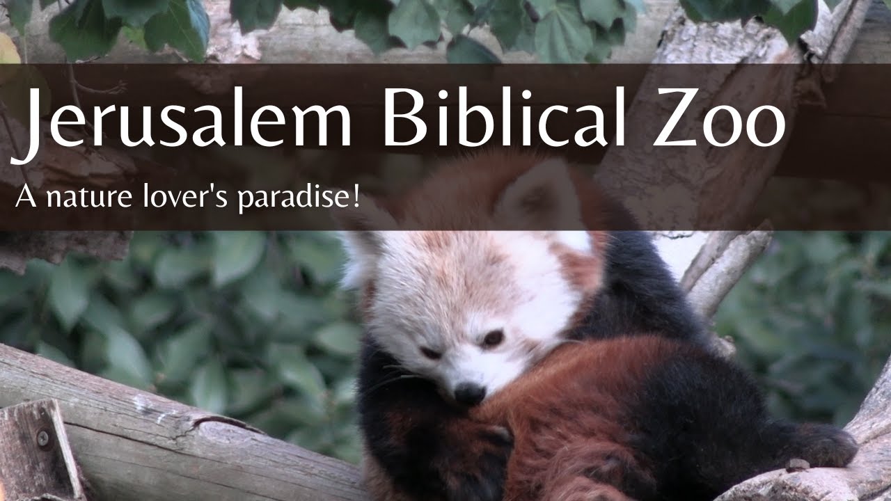 The Jerusalem Biblical Zoo - A Nature Lover&rsquo;s Paradise!
