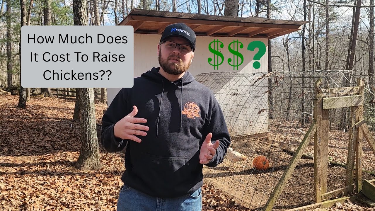 How Much It Cost Me To Start Raising Chickens
