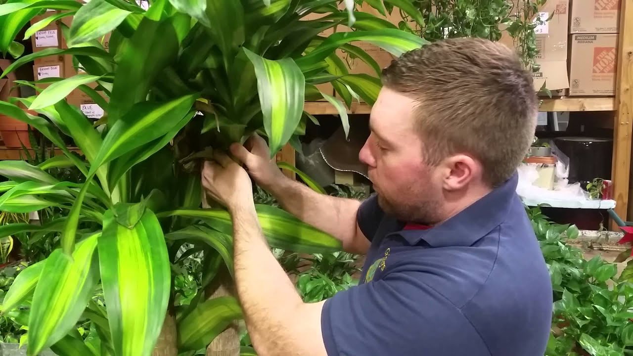 dracaena trimming 101