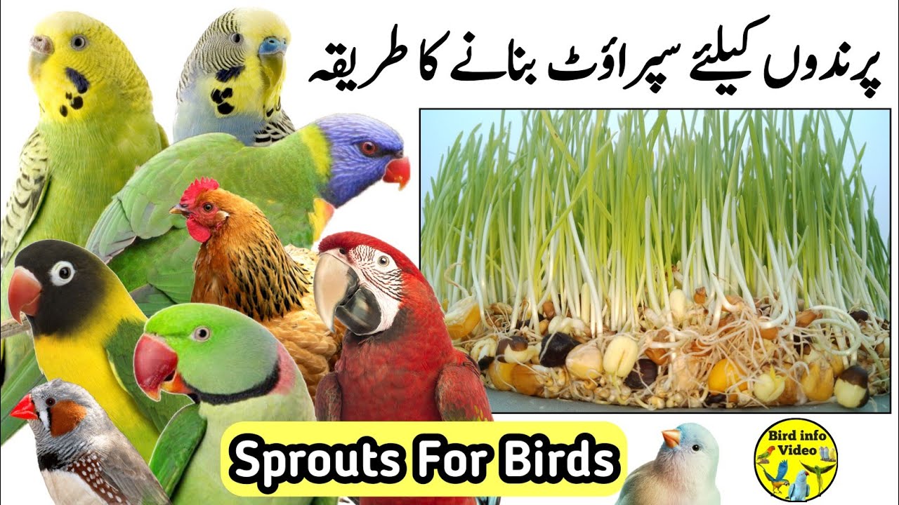 How to make sprouts at home for birds | Grow sprouts seeds for Budgies Parrots Cockatiel Lovebird
