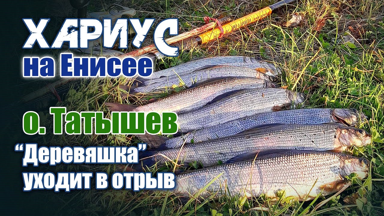 Хариус на Енисее. Остров Татышев. 