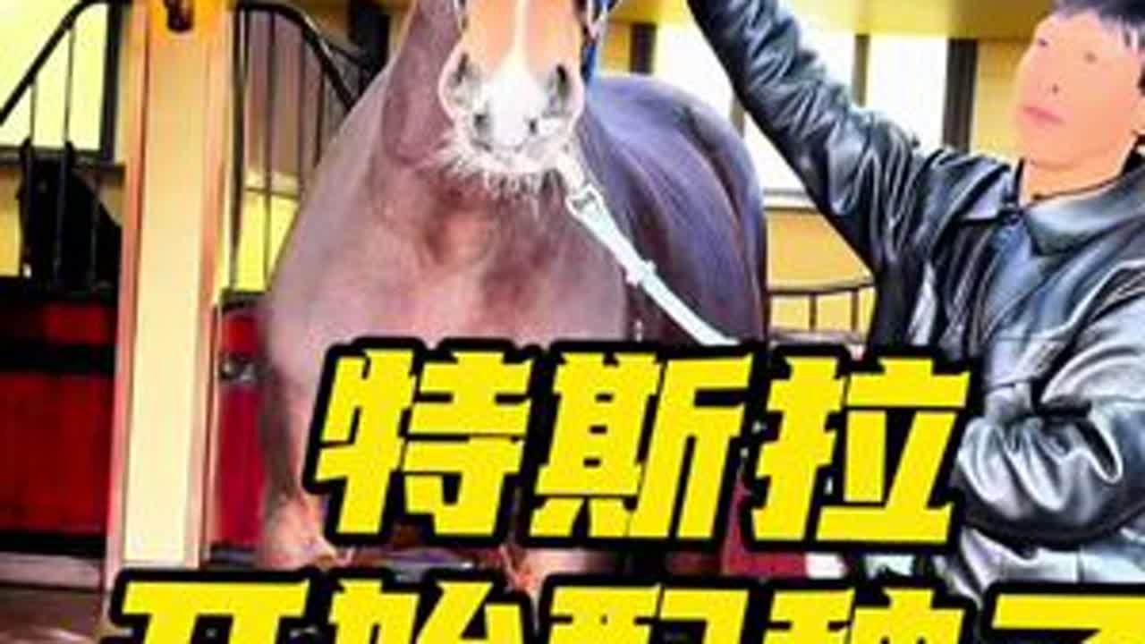 精品走马王来了支持一下兄弟们 #马 #走马#纯血马#不会骑马的骑手 #种公马@乌敦 马业 @和田乌敦马业（热合曼）