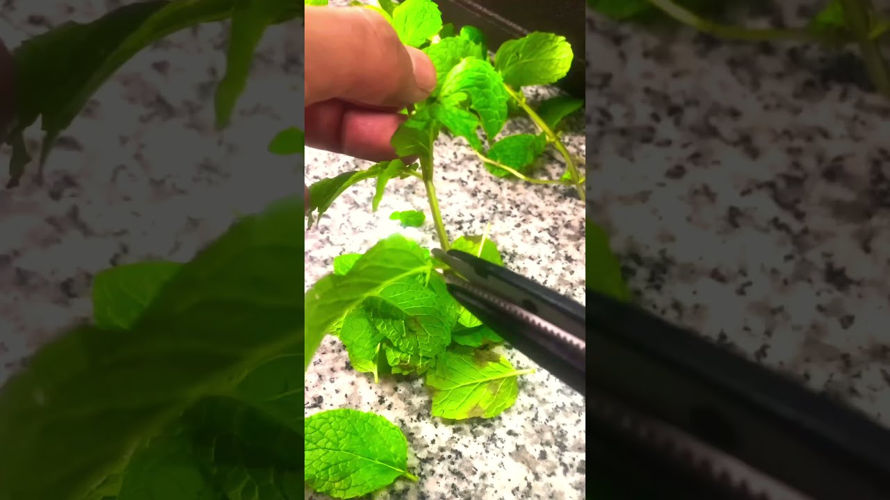 😁 Raspberry Mint Tea #shorts #gardening #growyourownfood