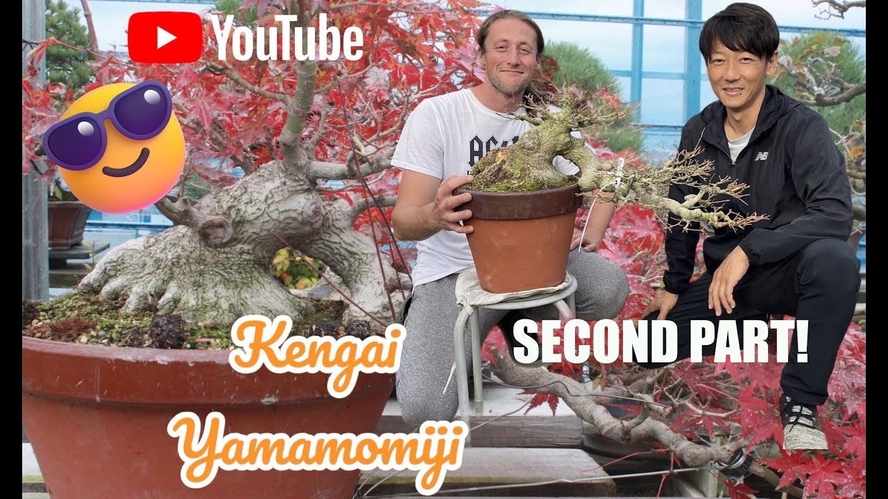 Amazing kengai momiji🤩: second part! how to start a new bonsai project! #hiryuen #maple #bonsai