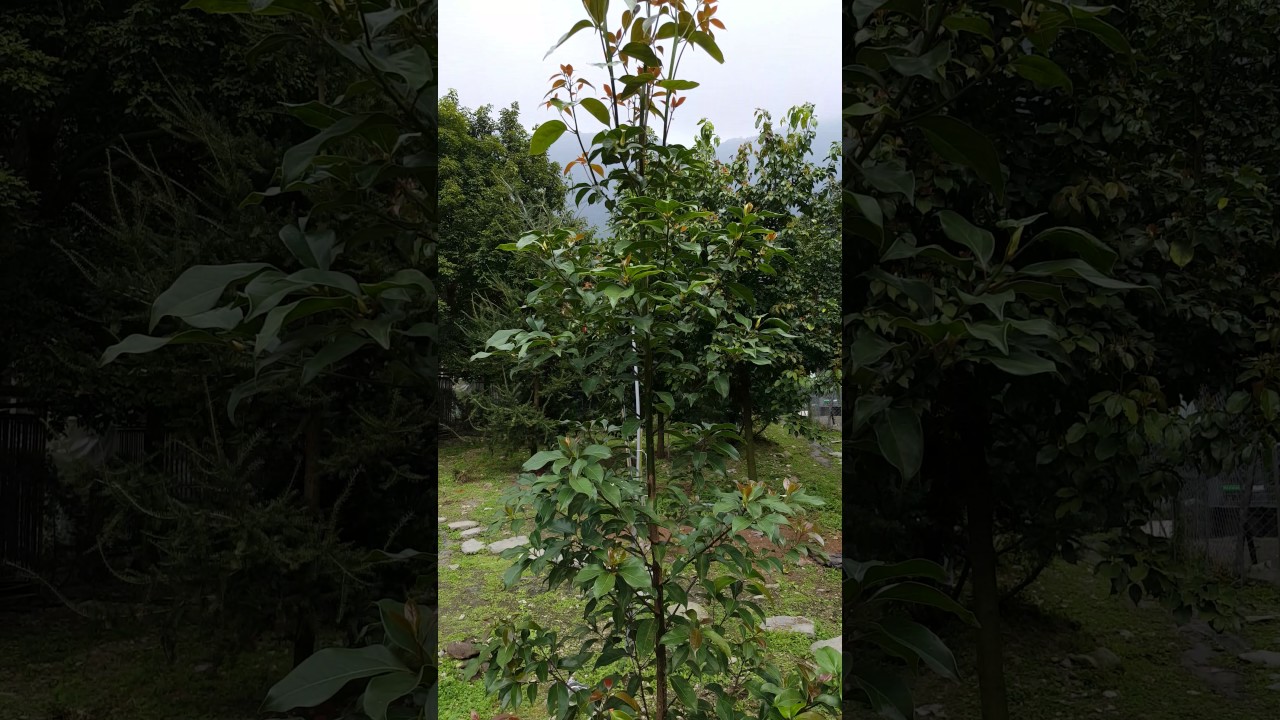 牛樟樹實生苗一年生，定點植栽4個月20170207 135253