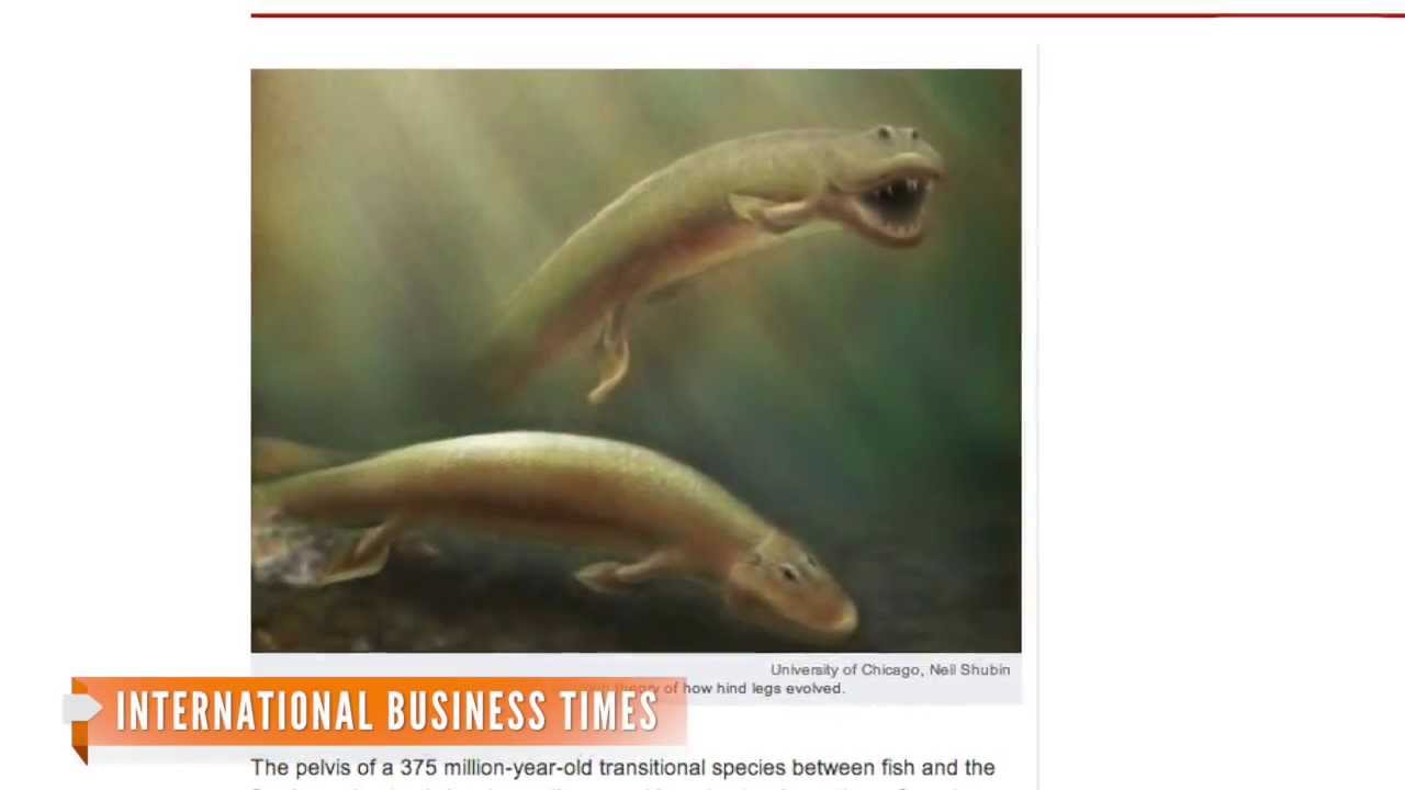 4-Legged Ancient Fish Fossil Could Prove Fin-Limb Evolution