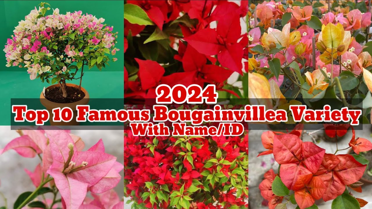 Top 10 Famous Bougainvillea Variety With Name/ID (Golden Sunshine, Sufia Indiana, Citra, Adarna)