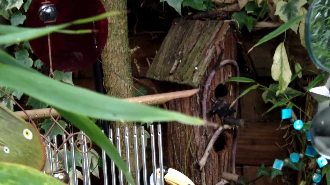 Bill Oddie's message for National Nest Box Week