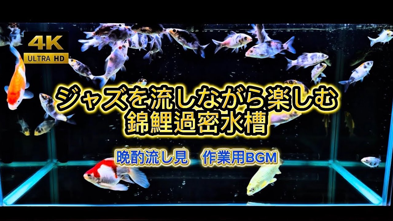 のんびり錦鯉水槽を眺めるだけの映像#作業用bgm #睡眠用bgm #錦鯉 #錦鯉アクアリウム 