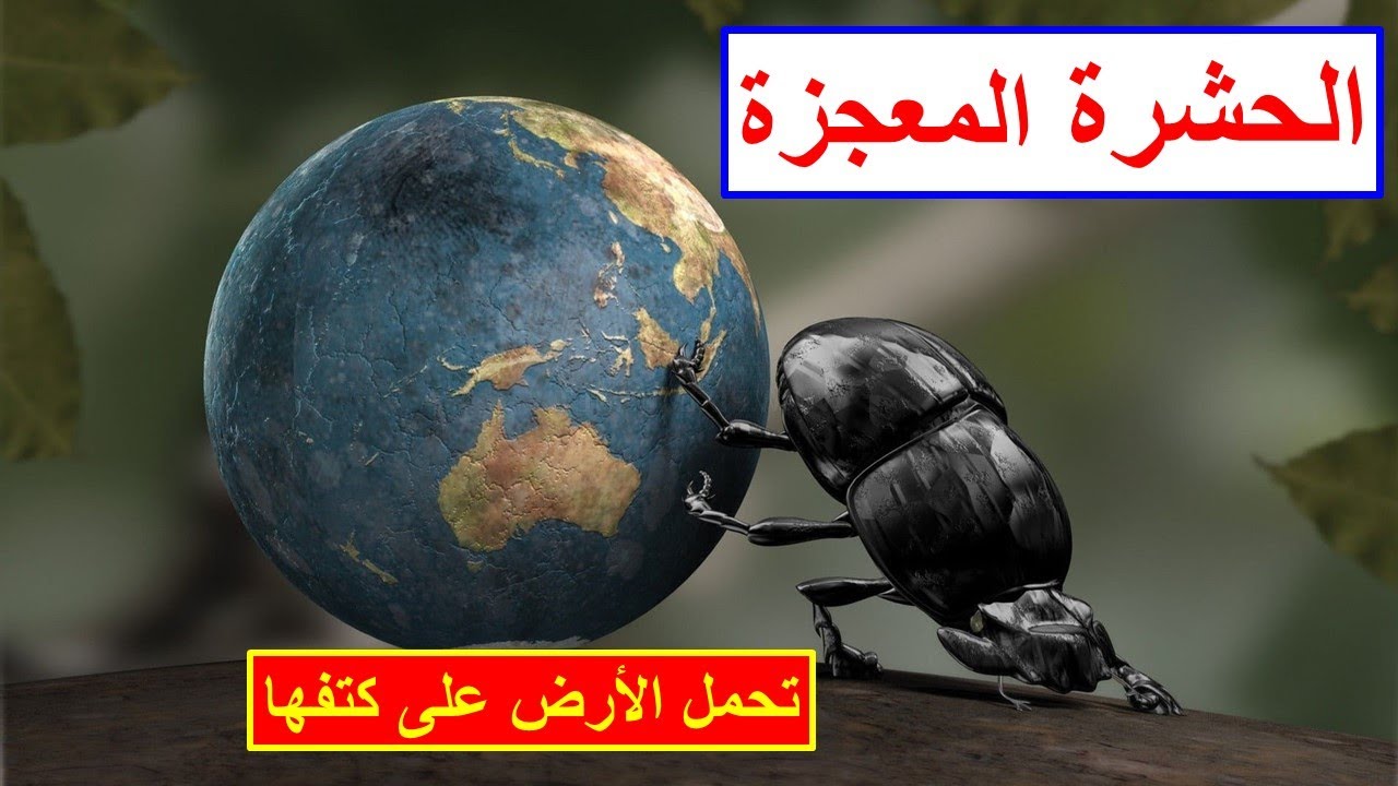 خنفساء الروث الحشرة المعجزة | Dung beetle