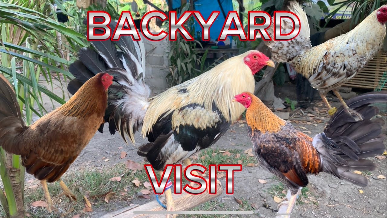 2nd backyard visit / negros oriental....
