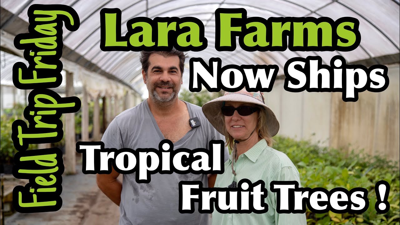 Пятничная экскурсия — Lara Farms теперь поставляет тропические фруктовые деревья!