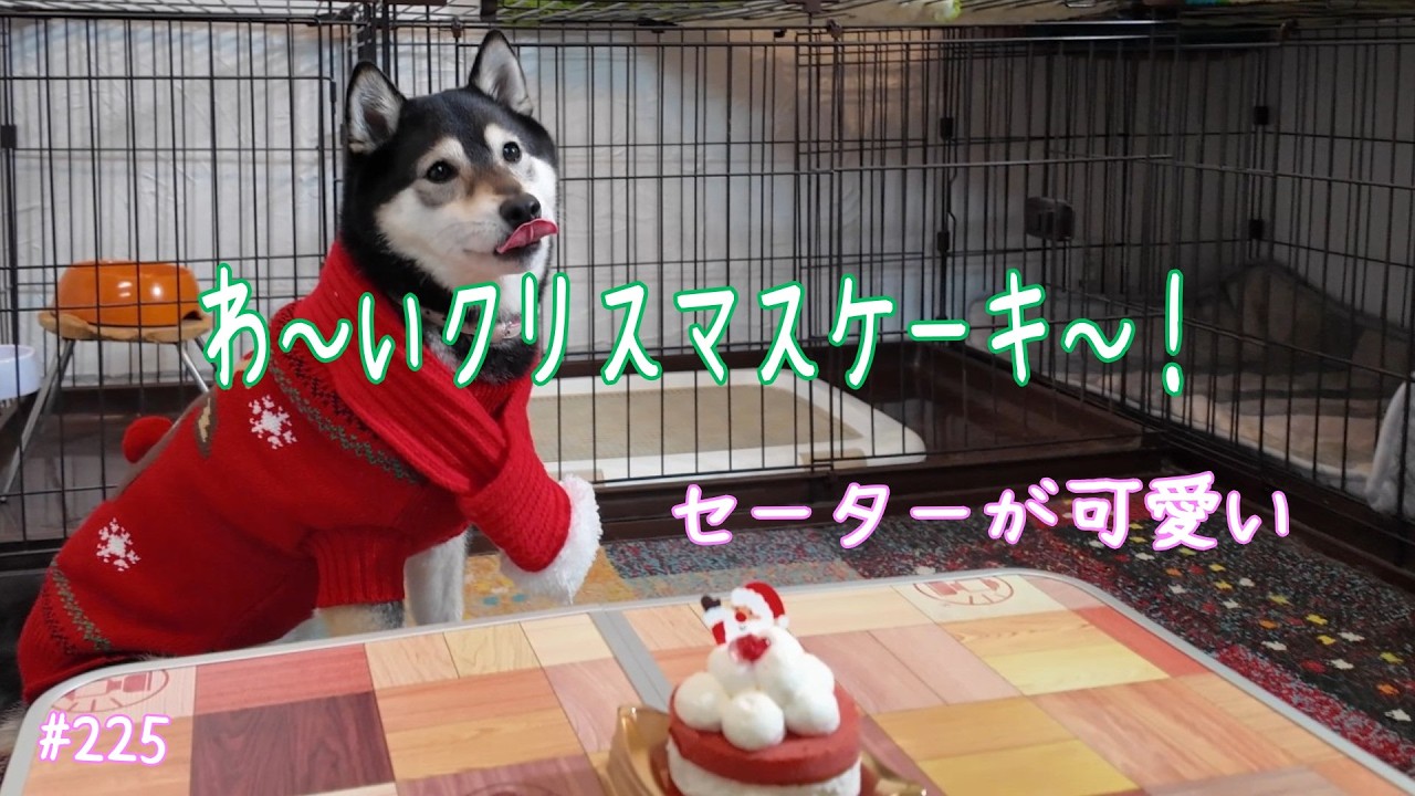 赤のセーターが可愛い豆柴＃豆柴＃柴犬＃黒柴犬＃豆柴のいる暮らし＃ペットクリスマス衣装