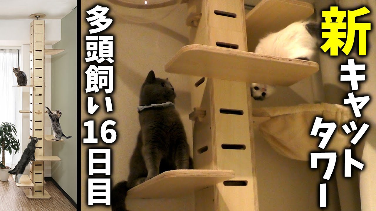 【多頭飼い16日目】新しいキャットタワーを組み立てます(キャットツリー・TOTEM)
