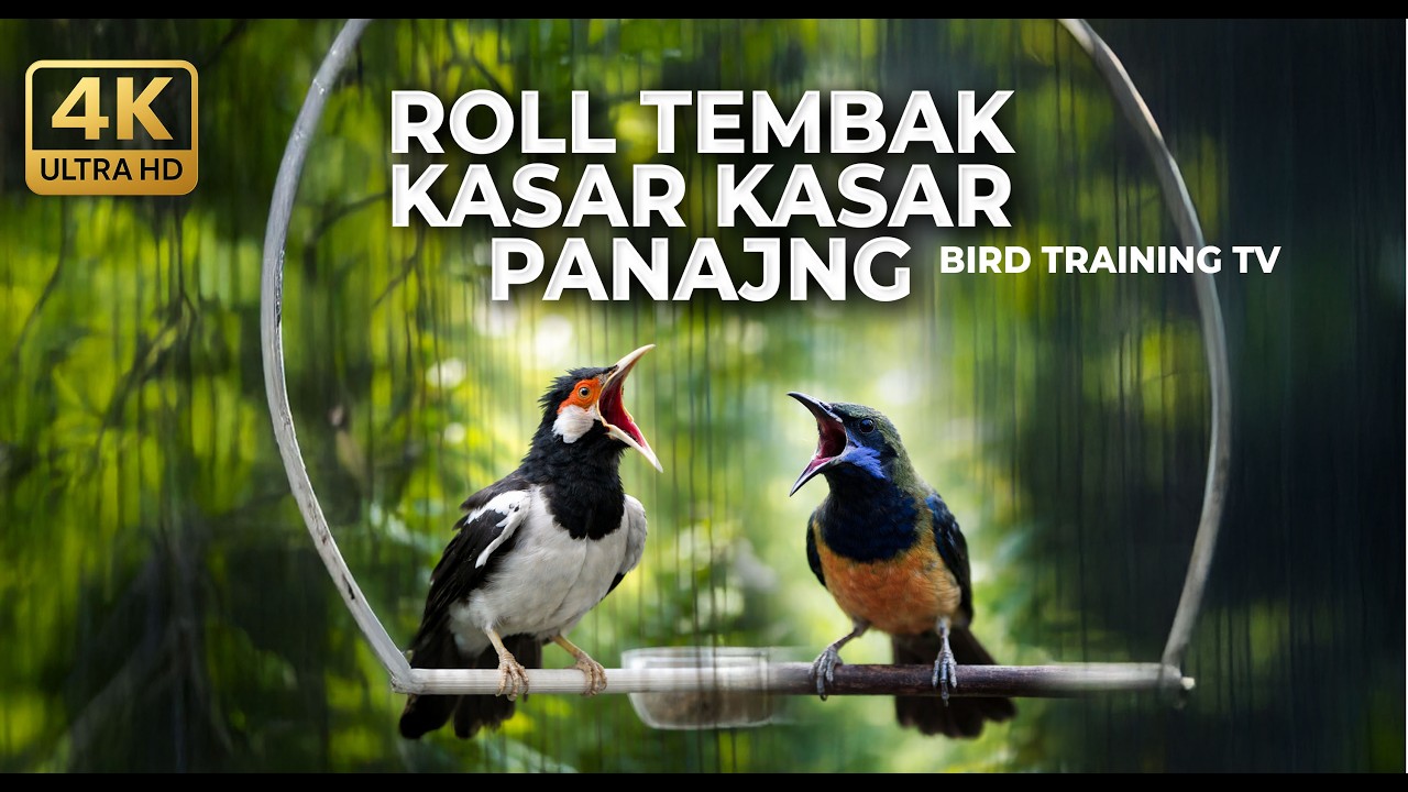 🔴 Live Masteran Roll Tembak Kasar Cucak Cungkok Gacor vs Jalak Suren Gacor Isian Tembakan Kasar