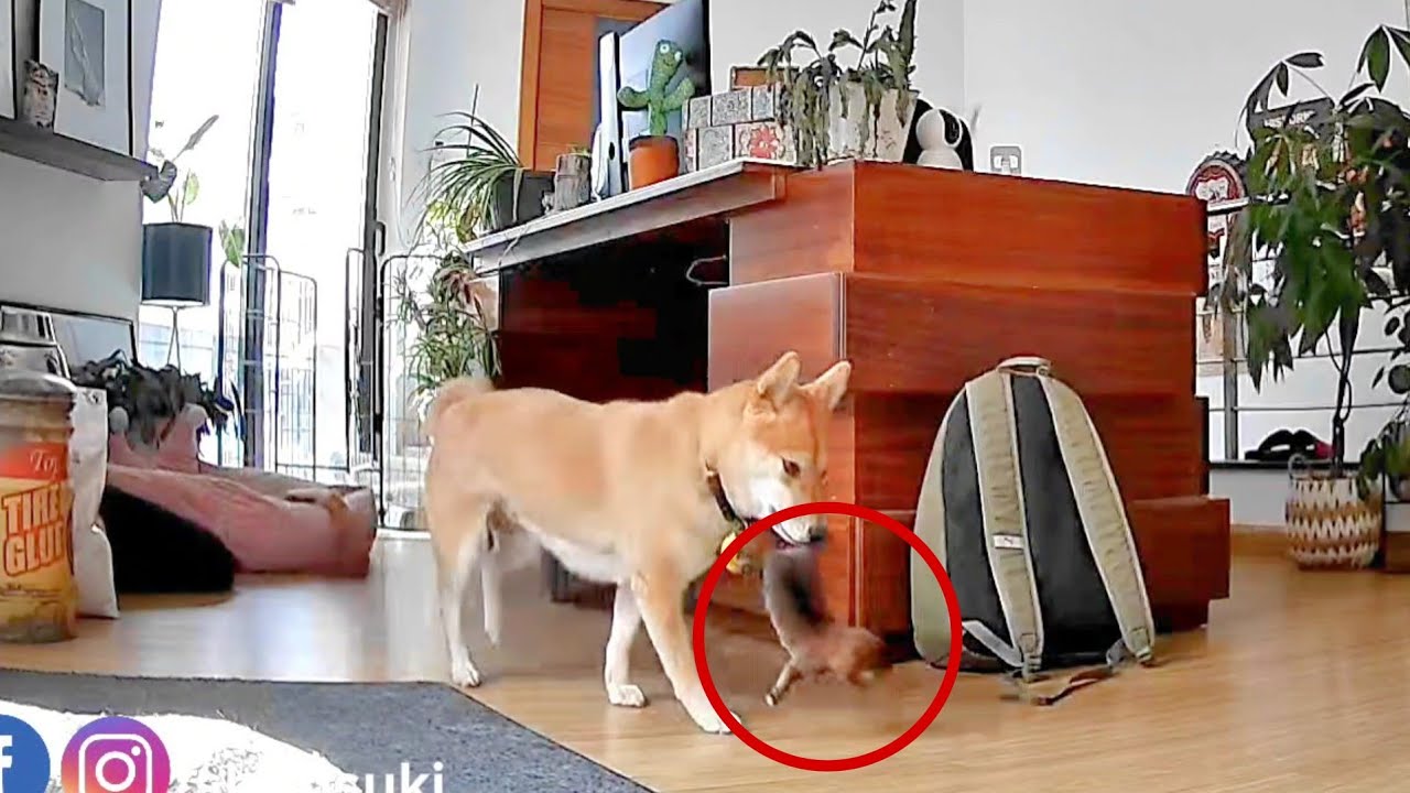 Our dog carried her puppy all the way to our bedroom! but why?!