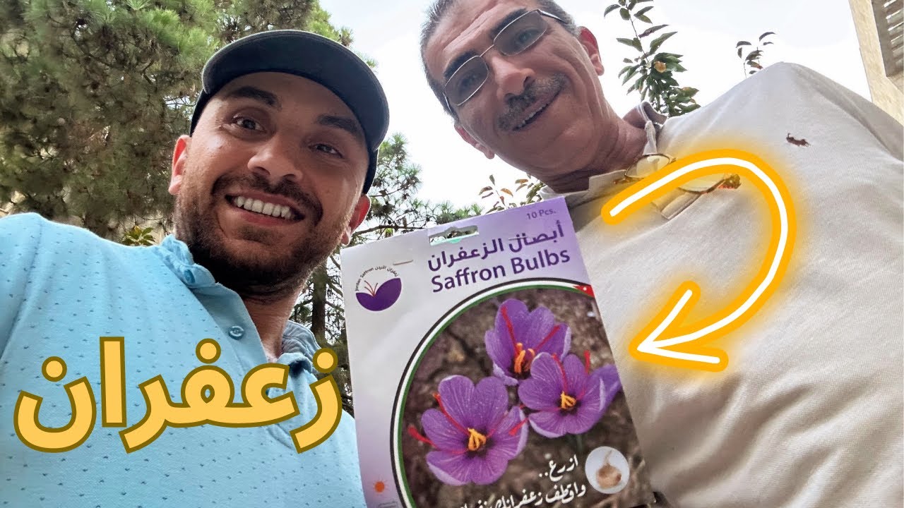 زراعة الزعفران في المنزل 🌸