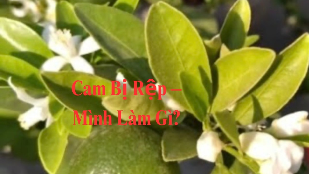 #109 Cây Cam Bị Rệp • Cách Mình Xử Lý Không Dùng Thuốc. 2/16/2026