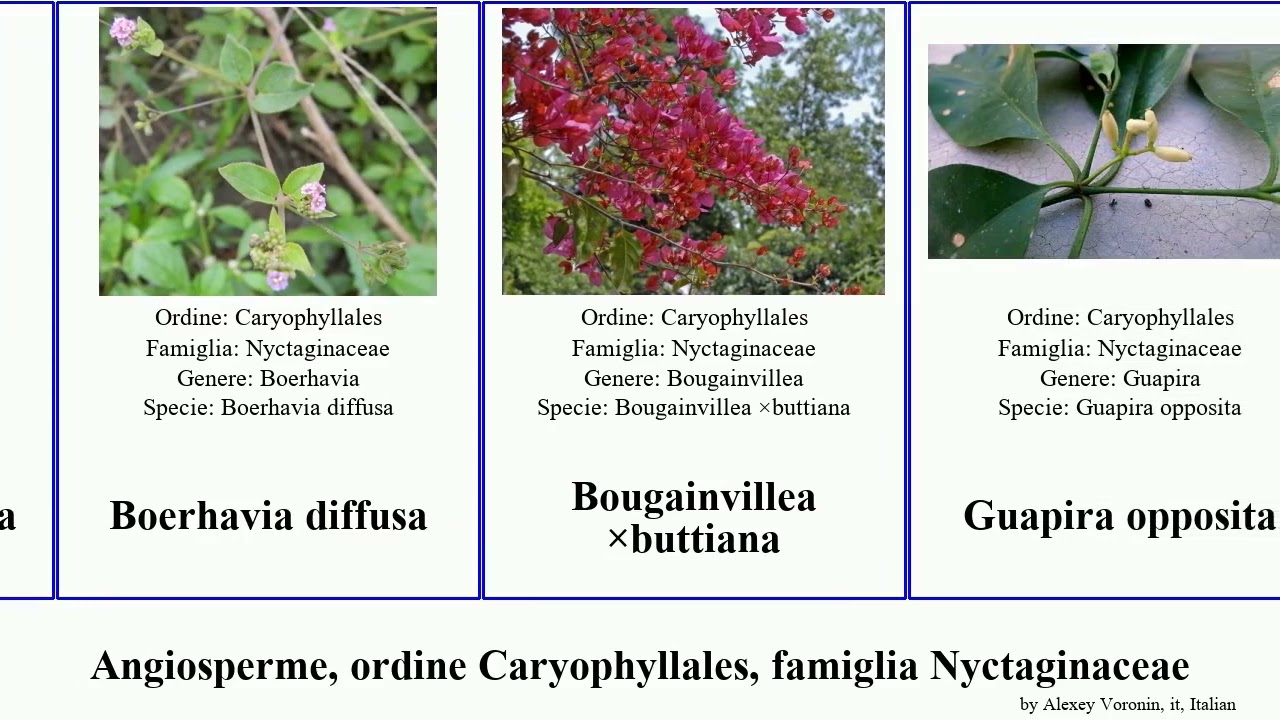 Angiosperme, ordine Caryophyllales, famiglia Nyctaginaceae pisonia abronia alba intermedia alpina