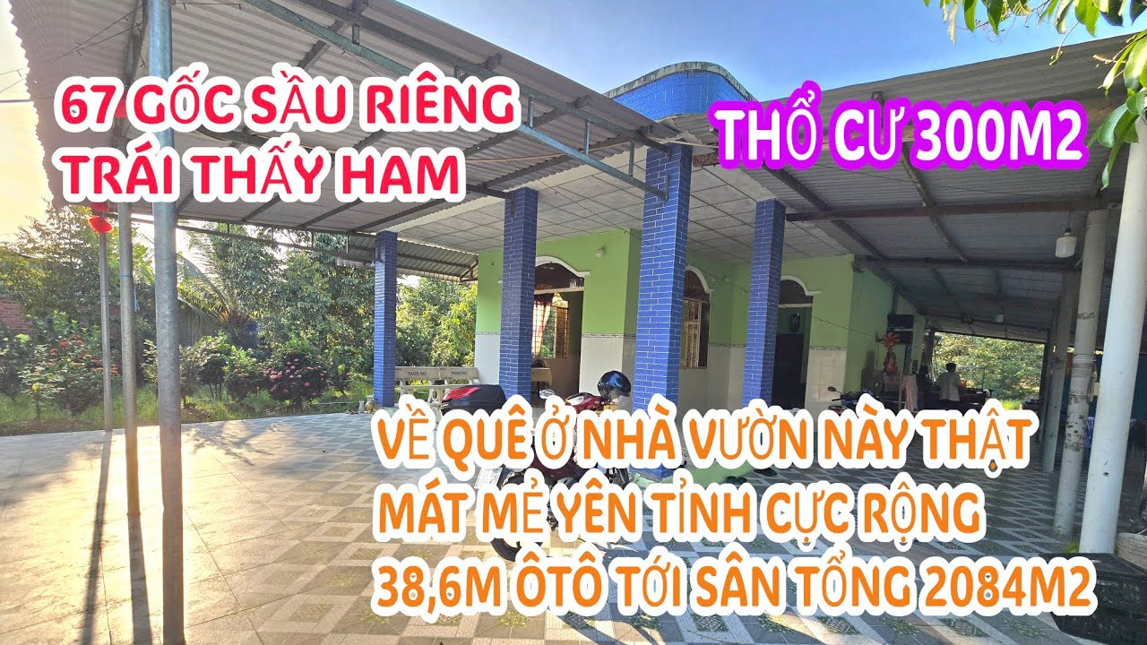 MS:25373 Cô 7 cần bán căn nhà vườn sầu riêng trái sum sê - Thổ cu 300m2 đường ôtô cực rộng 38,6m.