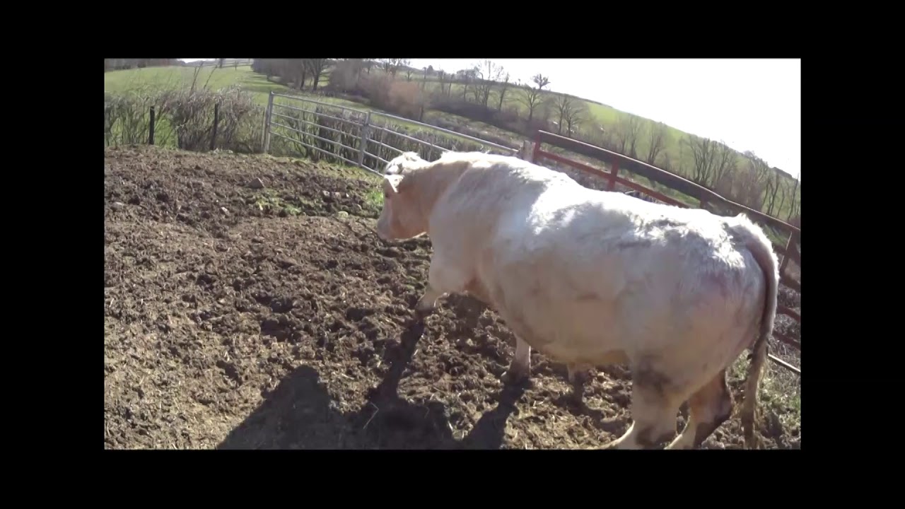 Les taureaux retrouvent des vaches
