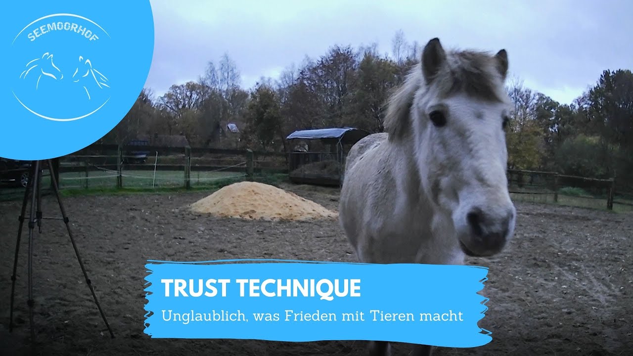 Trust Technique® bringt 29-Jährige Stute endlich wieder zum Spielen | Erfahrungsbericht