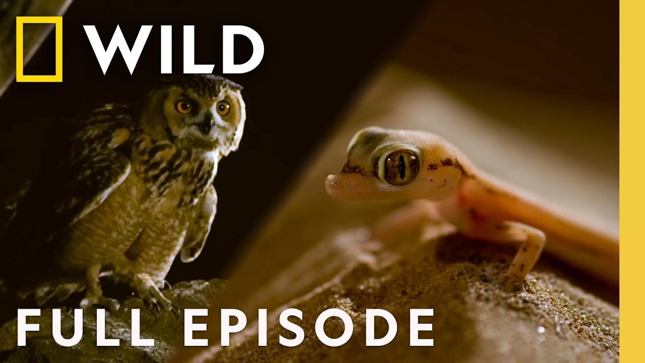 The Hills Have Eyes (Full Episode) | Dead By Dawn | Nat Geo Animals