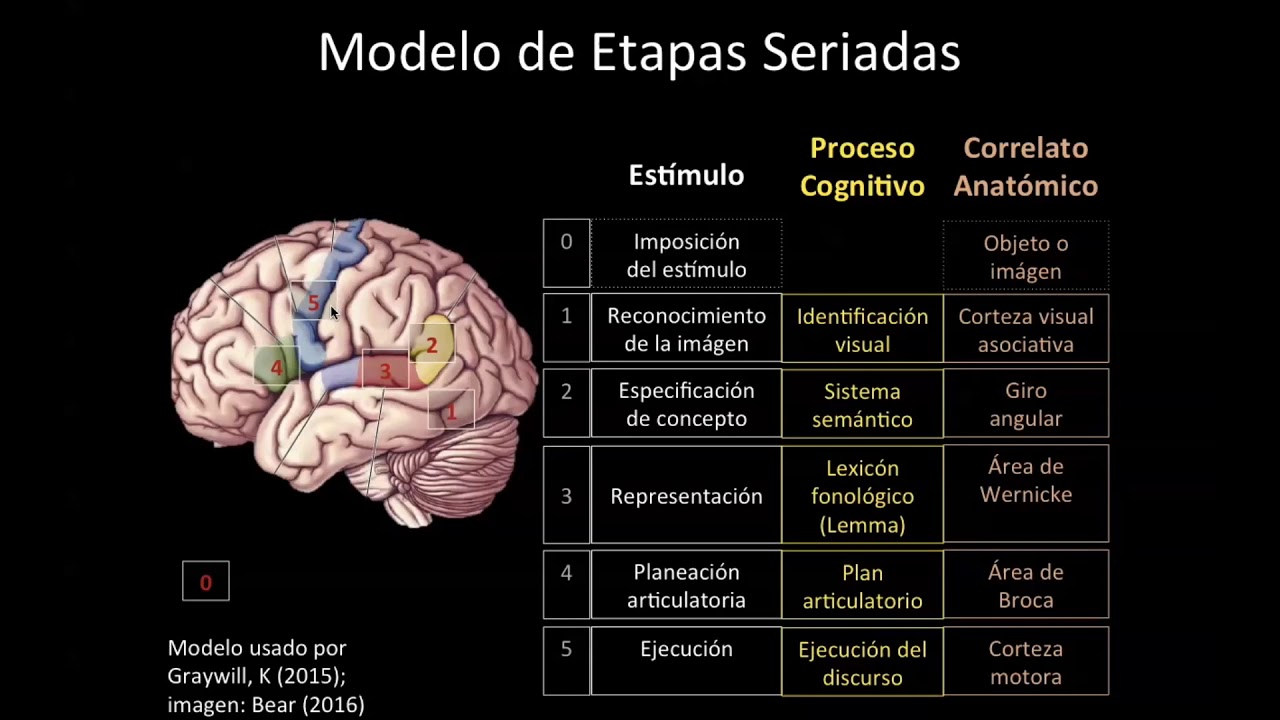 Clase en L&iacute;nea: Afasias (Wernicke, Conducci&oacute;n/Desconexi&oacute;n, Broca, Global). Prof. Manuel Rodr&iacute;guez