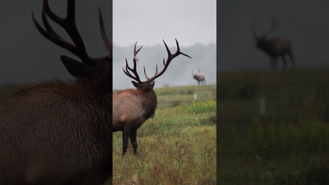 Oh hell no!! The elk version 🤣