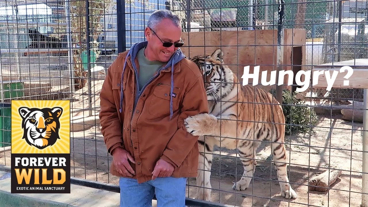 FEEDING TIGERS!!! - Forever Wild Exotic Animal Sanctuary