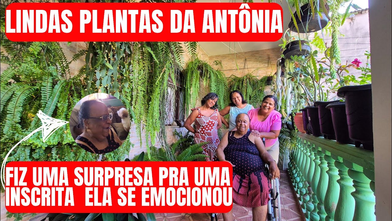 QUINTAL DA ANTÔNIA: PLANTAS LINDAS COMO SAMAMBAIAS, JIBOIAS, CACTOS, FOLHAGENS | PLANTA DA VOVÓ