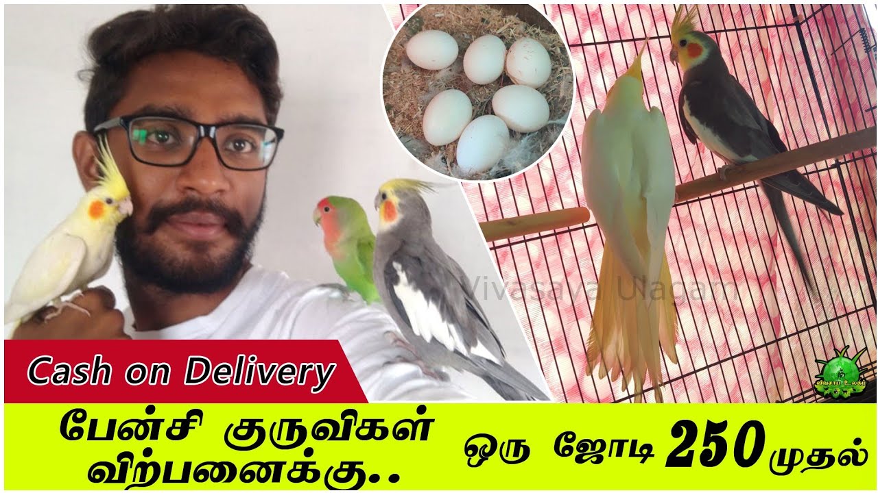பேன்சி குருவிகள் விற்பனைக்கு ஒரு ஜோடி 250 முதல் / CASH ON DELIVERY