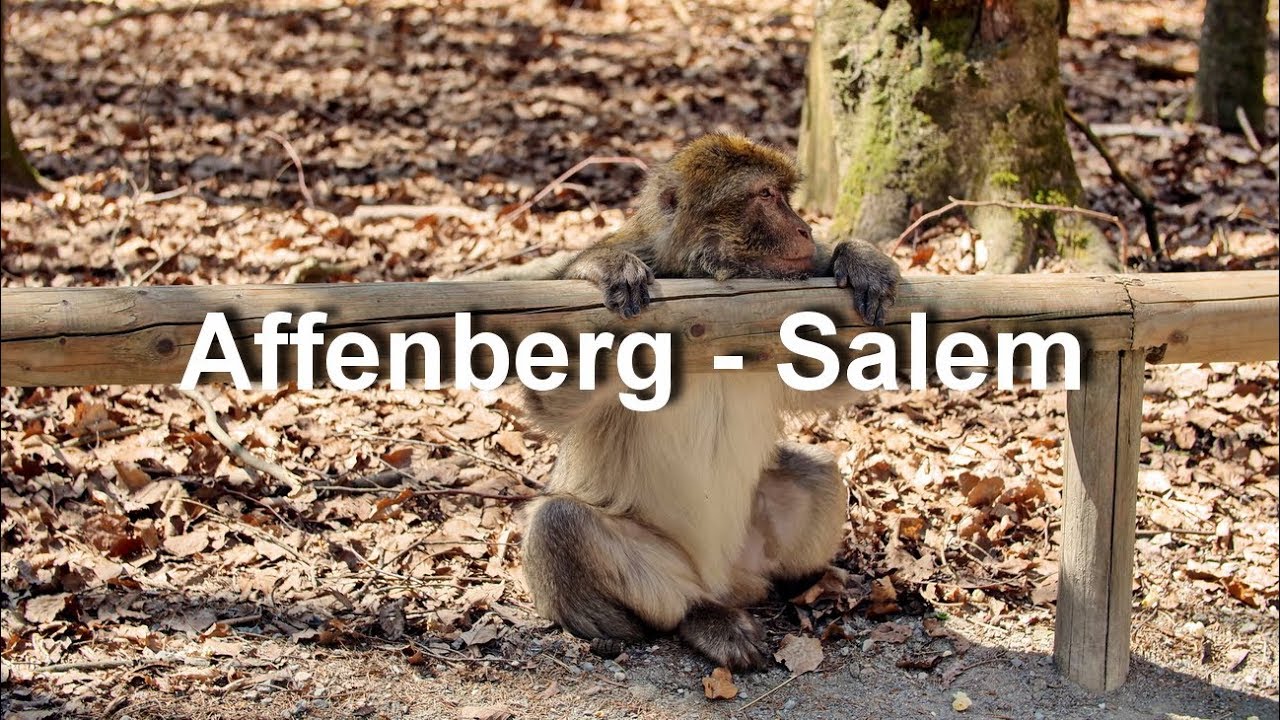Affenberg - Ausflugsziel bei Salem am Bodensee