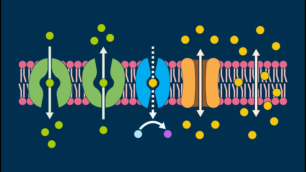 Membrane Transport