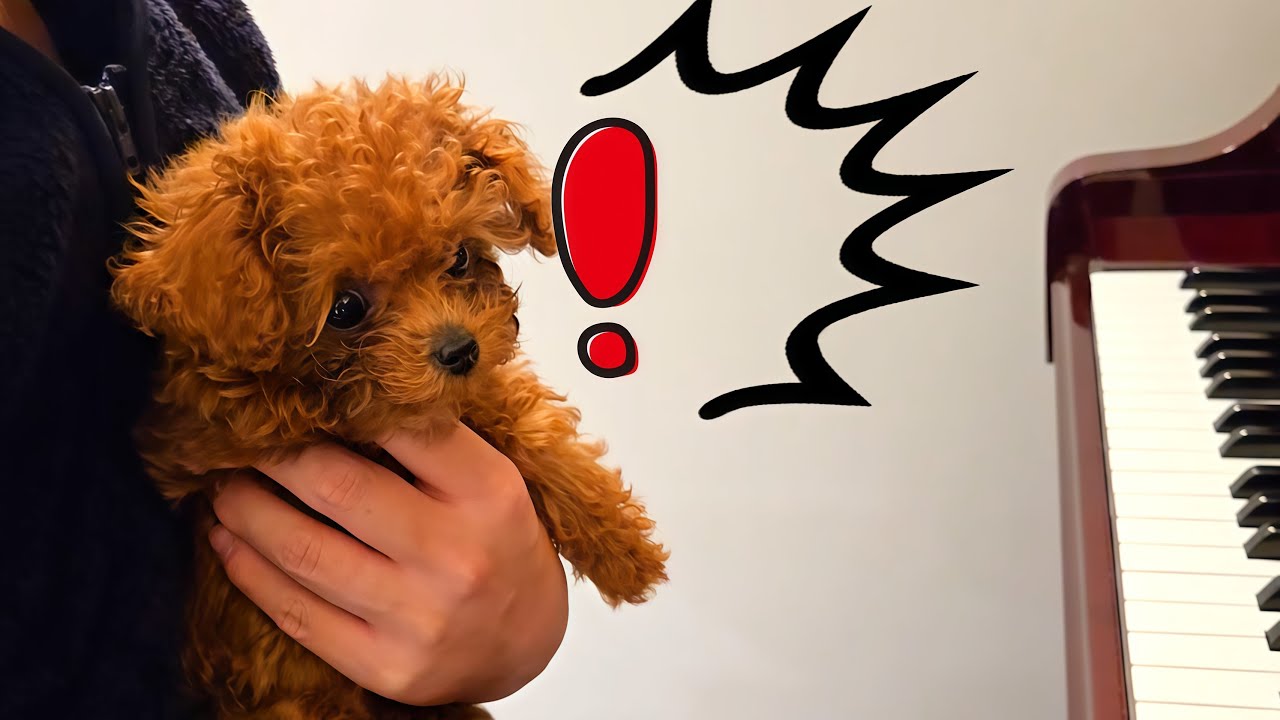 【お迎え3週目】トイプードルぽこた、初めてのピアノを聴いてみました