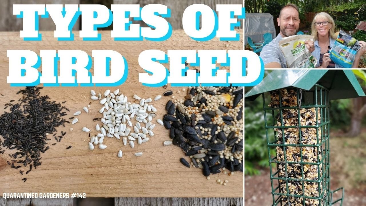 🐦 Types of Bird Seed to Attract Different Birds - GQ Day 142 🐦