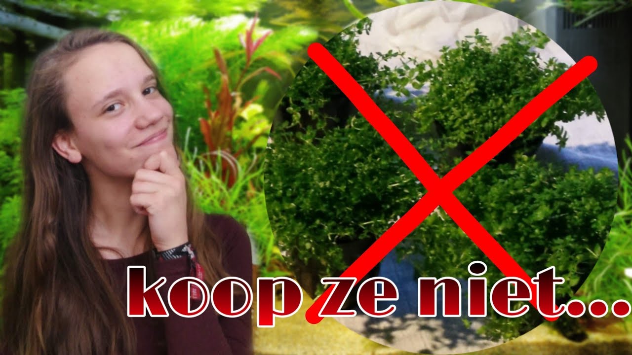 5 FOUTE planten voor beginners! terrarium planten in aquarium!? //Nickey//