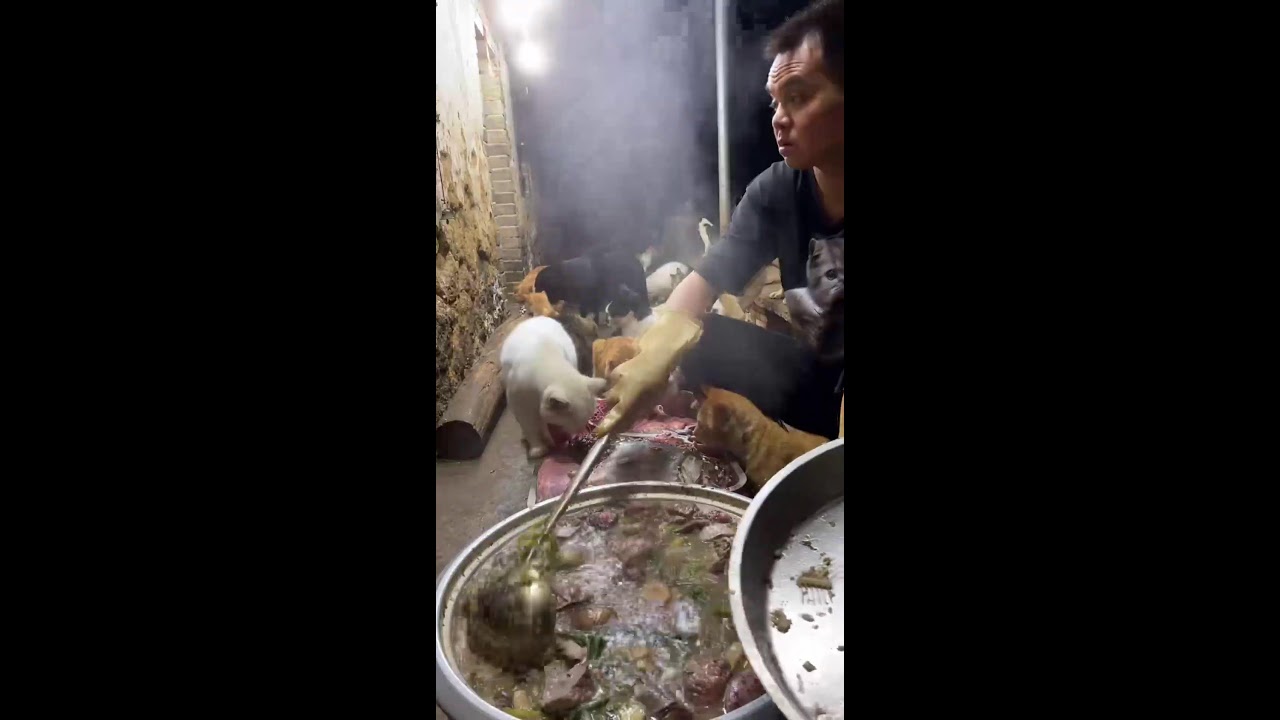 🔴 LIVE：🔥深夜治愈局！养狗日常直播|🔥Live: Daily Life with My Dog - Cute Moments Non-Stop