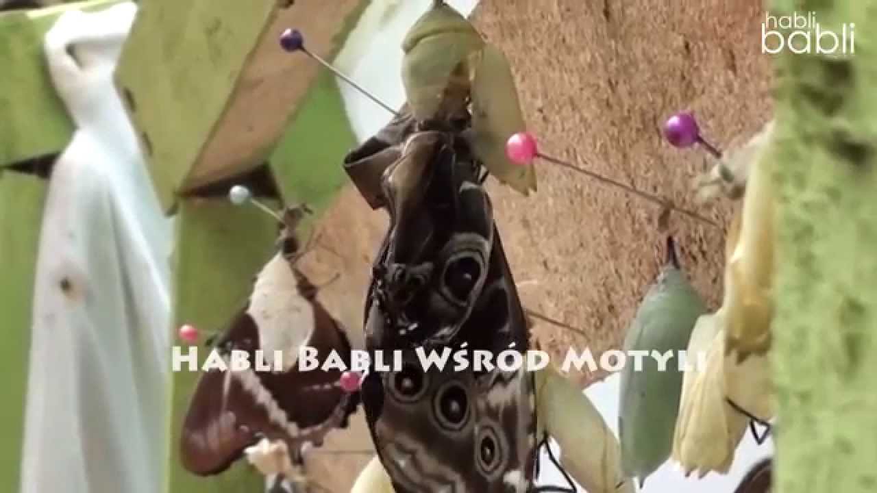 Habli Babli wśr&oacute;d motyli