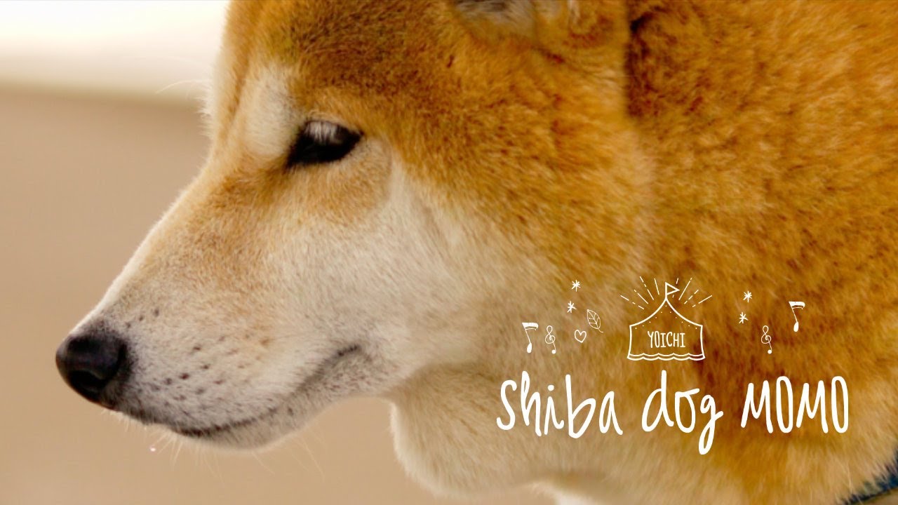 子ギツネが生まれたよ｜余市の柴犬momo  Canon 5Dmk2 Magic lantern 14bit RAW CineDNG